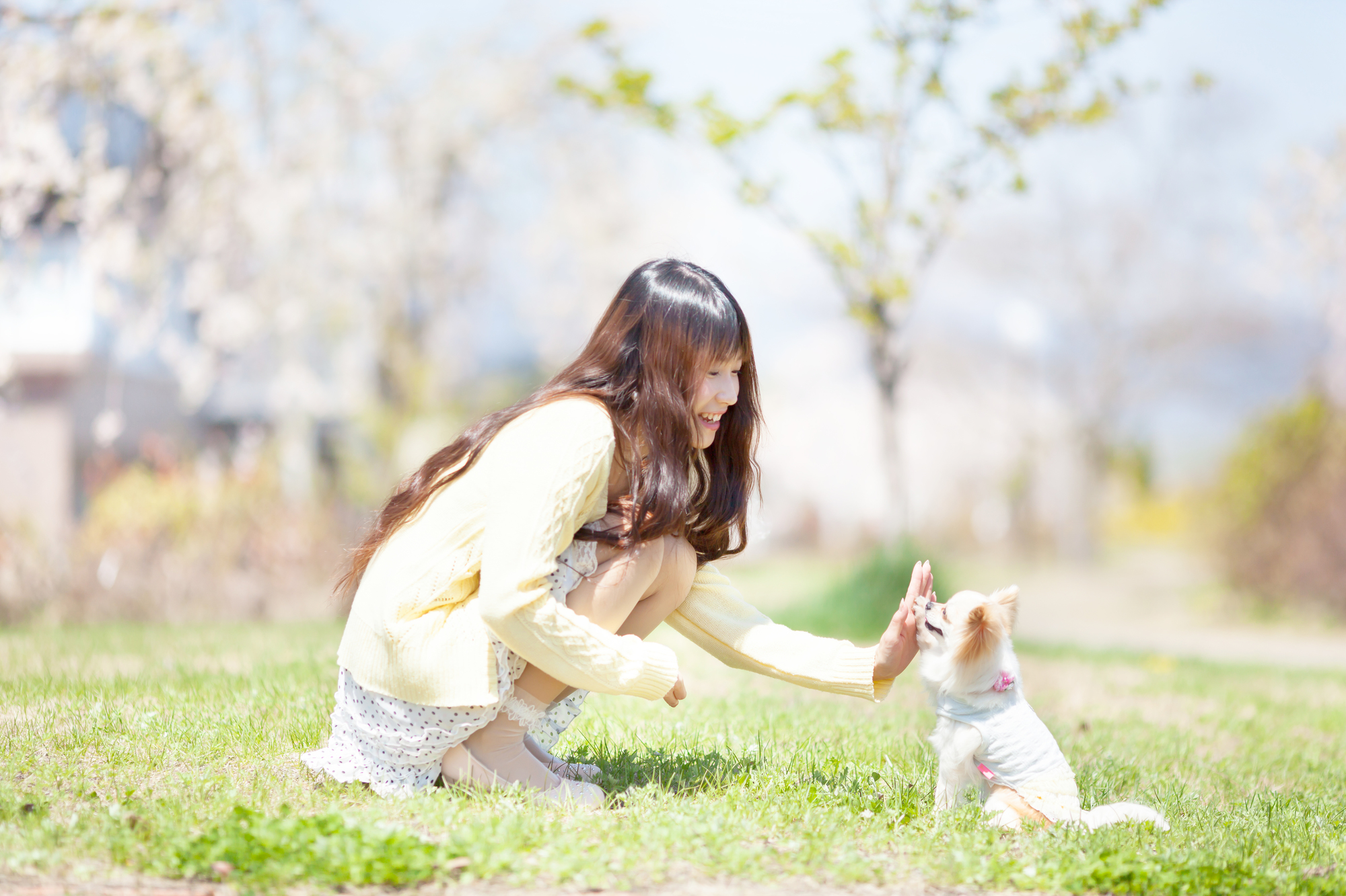 熊切あさ美と片岡愛之助が破局 愛犬の親権 はどうやって決める シェアしたくなる法律相談所