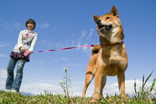 家の前で犬のフンを片付けない飼い主 処罰させることはできる シェアしたくなる法律相談所