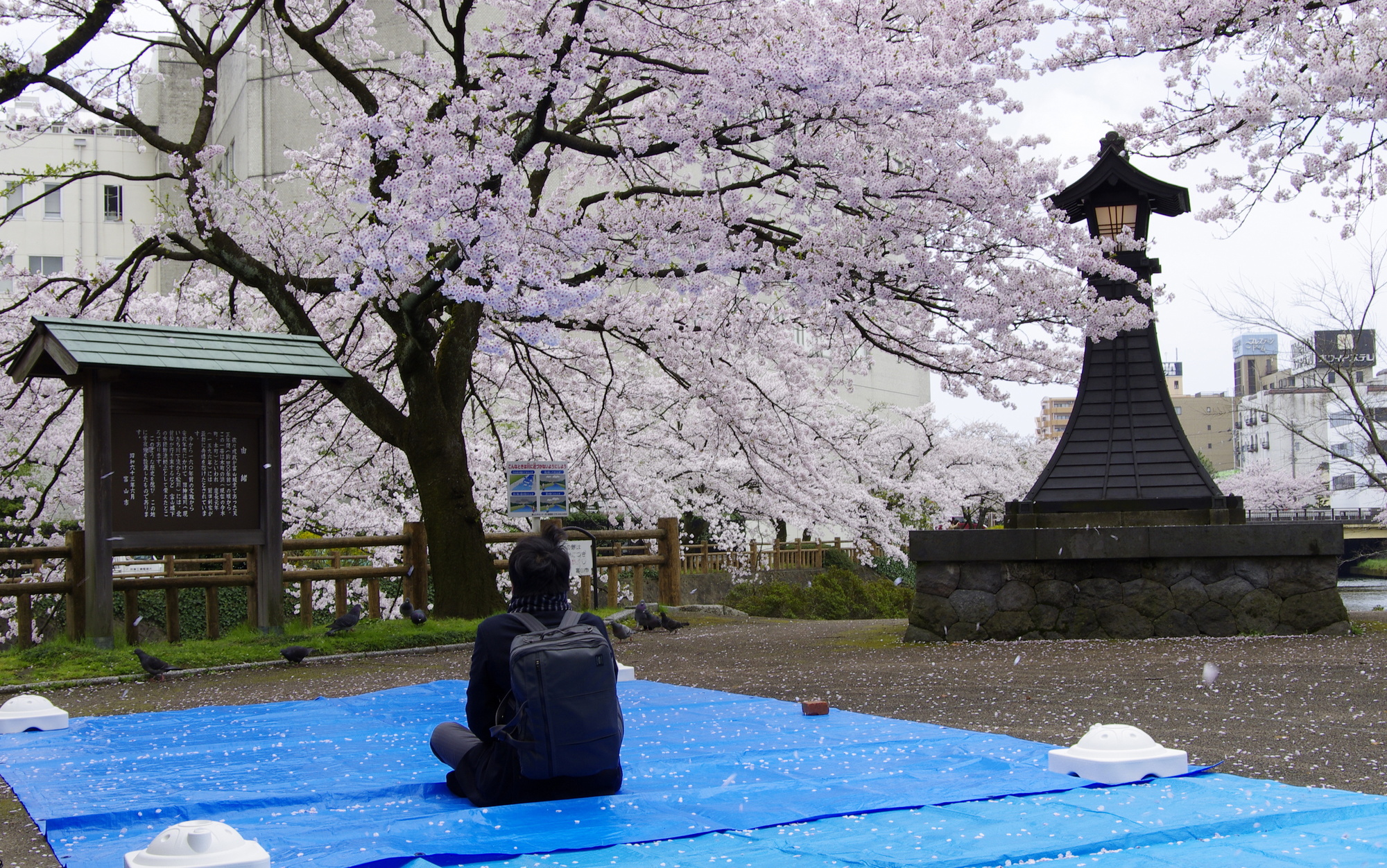 上司から花見の場所取りを強制された これってパワハラ シェアしたくなる法律相談所